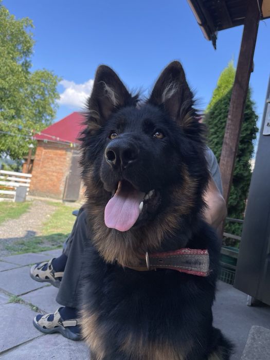 Щенки немецкой овчарки