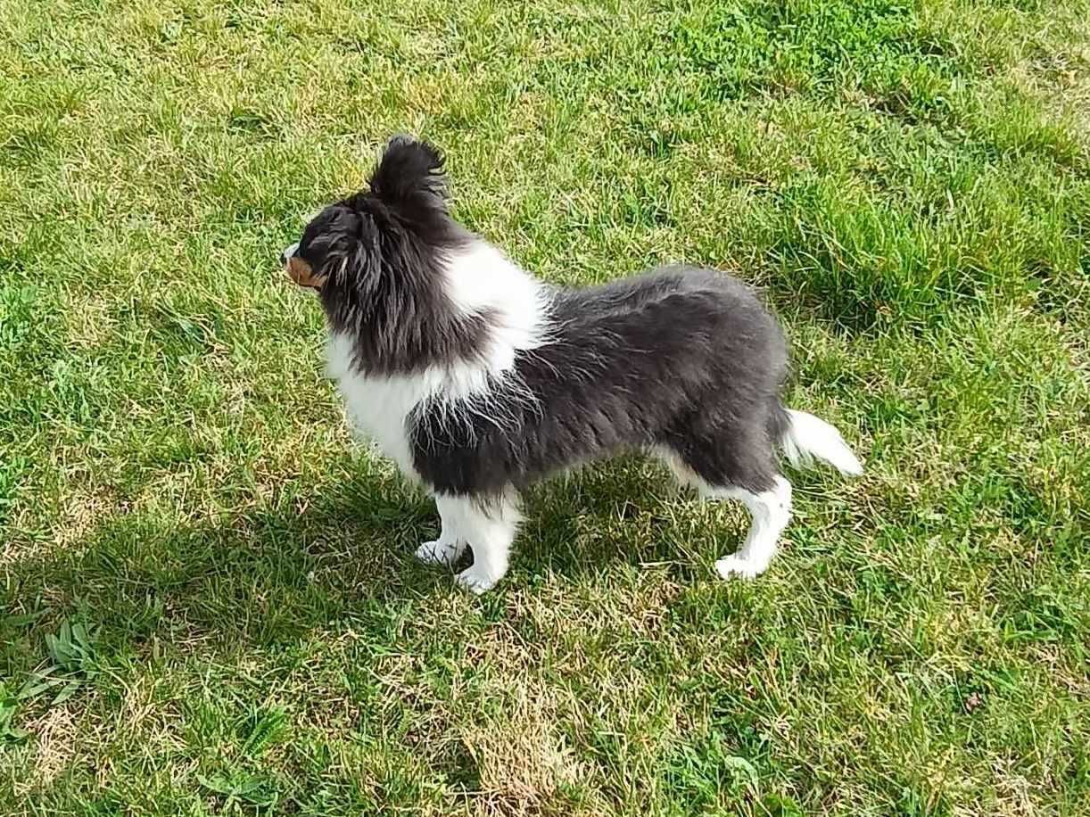 Owczarek szetlandzki, Sheltie, szczeniak PIESEK FCI