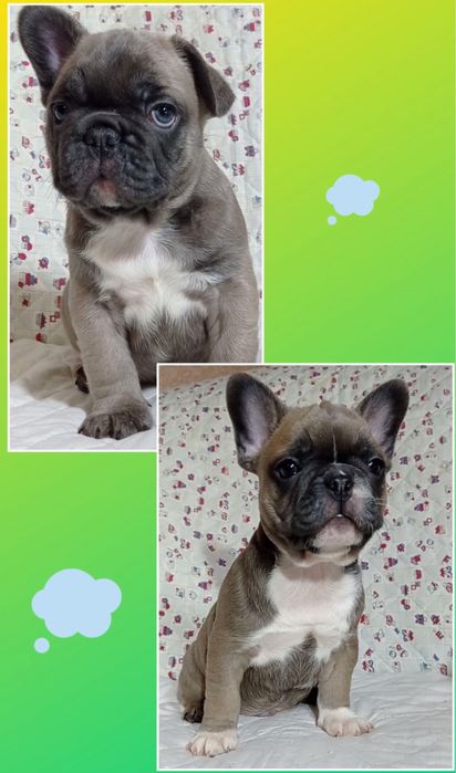 Мини хлопчики французики! Шикарные