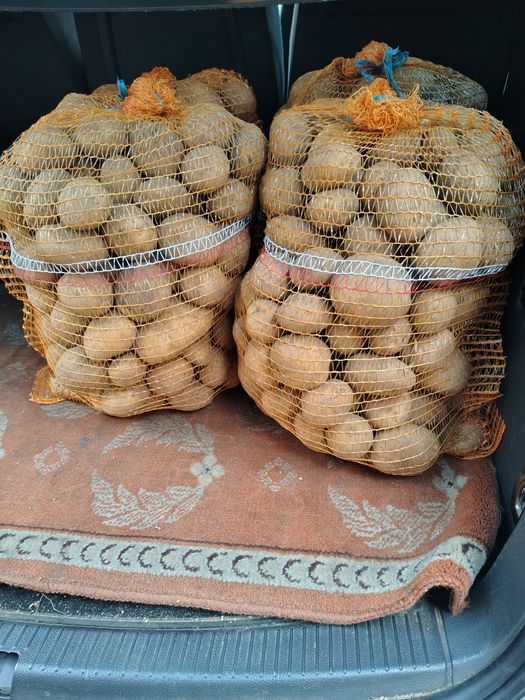 Ziemniaki odmiana Owacja