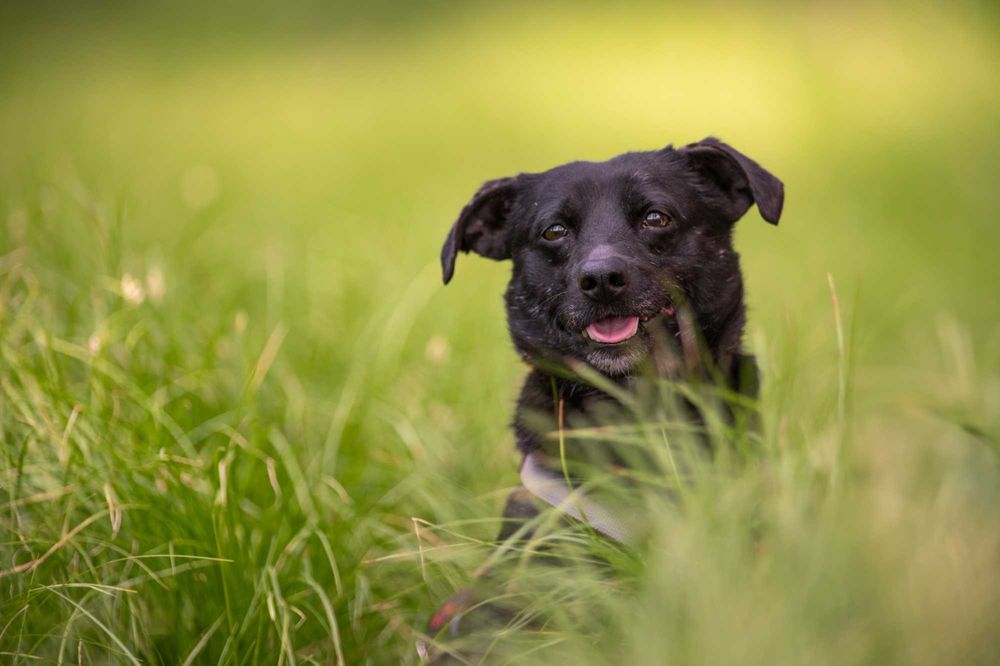 Malibu – mały piesek z wielkim sercem szuka swojego człowieka