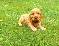 Cocker spaniel z domowej hodowli SWKPiR – rezerwacje otwarte!