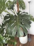 Monstera kwiat olbrzymia