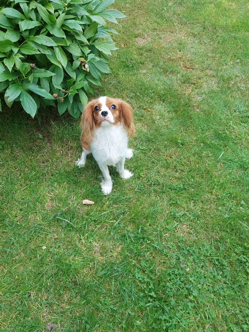 Cavalier King Charles spaniel piesek z rodowodem SWKIPR