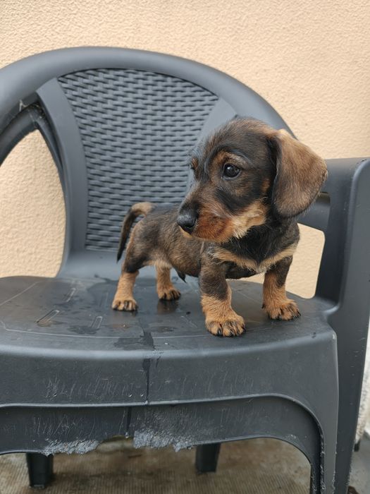 Teckel pêlo cerdoso macho puro