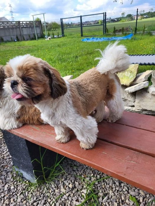 Sunia shih tzu wyprawka. Chip. Rodowód zapraszam