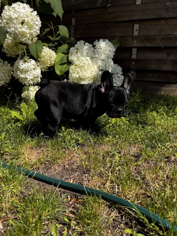 Buldog francuski- piesek