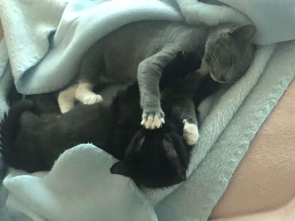 Gatinhos para adoção CONJUNTA