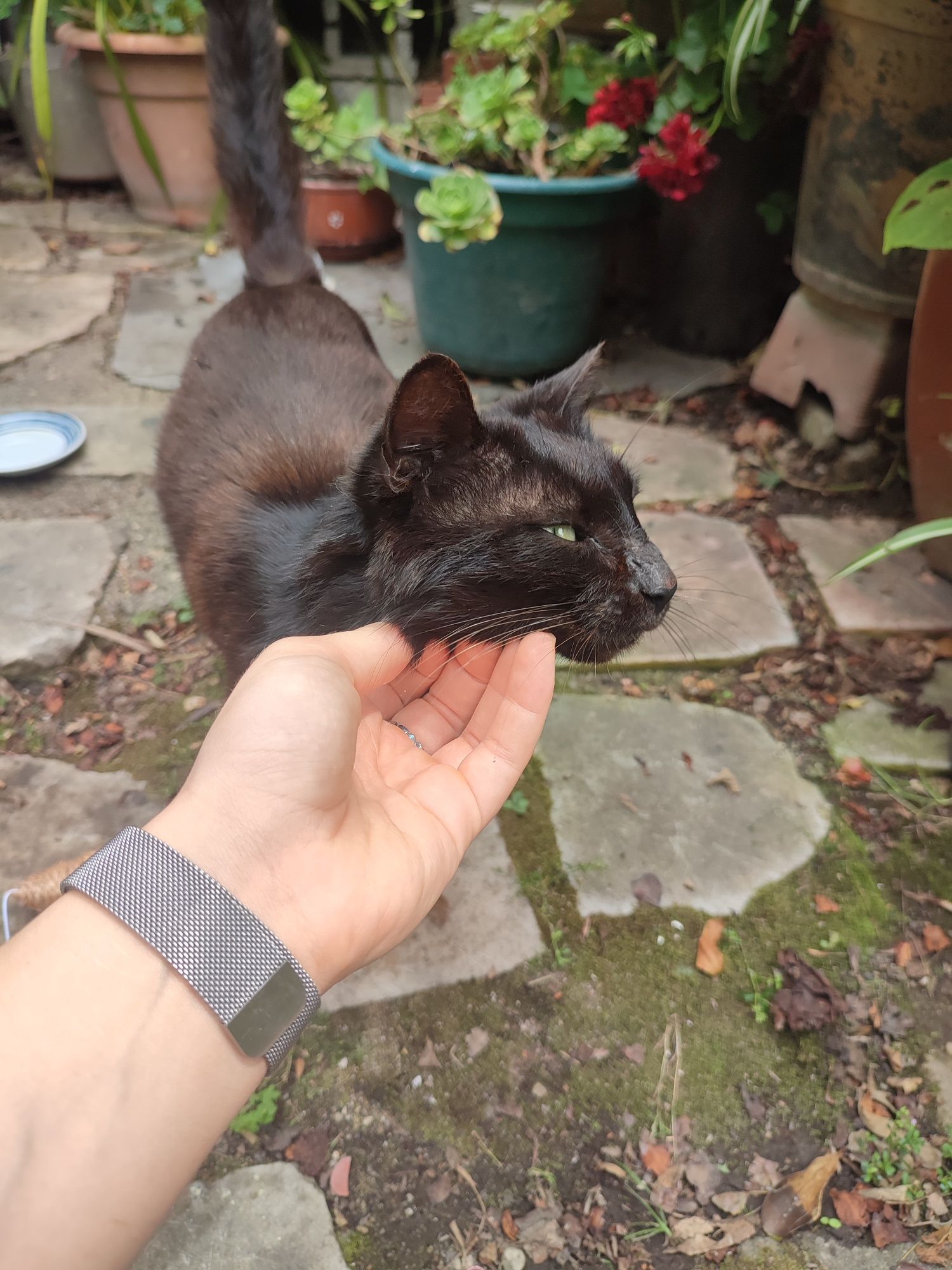 Dão-se gatinhos. Para adoção responsável!