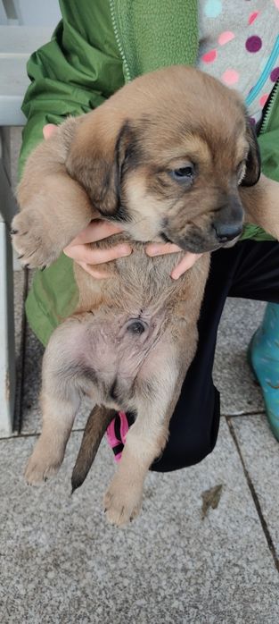 Oddam za darmo w dobre ręce