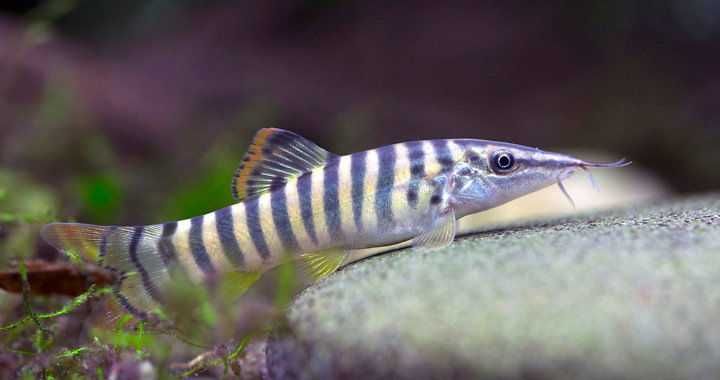Bocja tygrysia (Syncrossus helodes) WYSYŁKA AKWAWIN