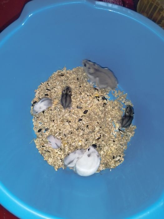 Хом'як джунгарик