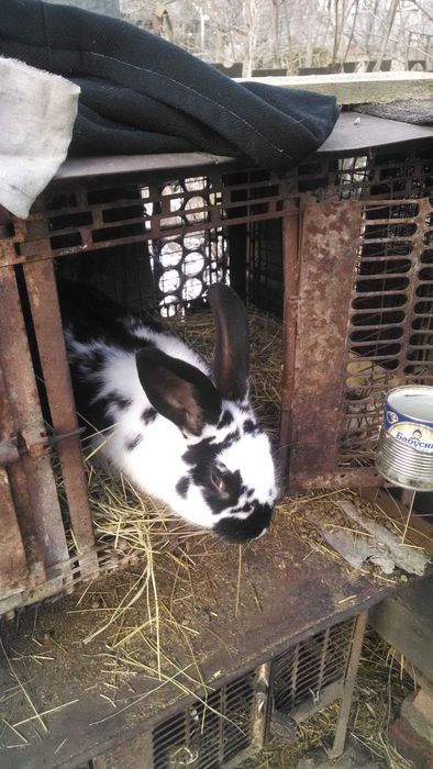 Кроликі панон з бабочкой, фландр,молодняк та великі кроли .