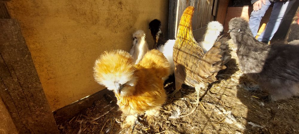 Leghorn, taczanka koguty