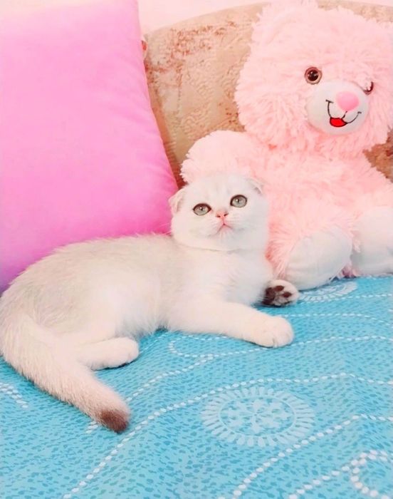 Чарівна крихітка дівчинка Срібна шиншила