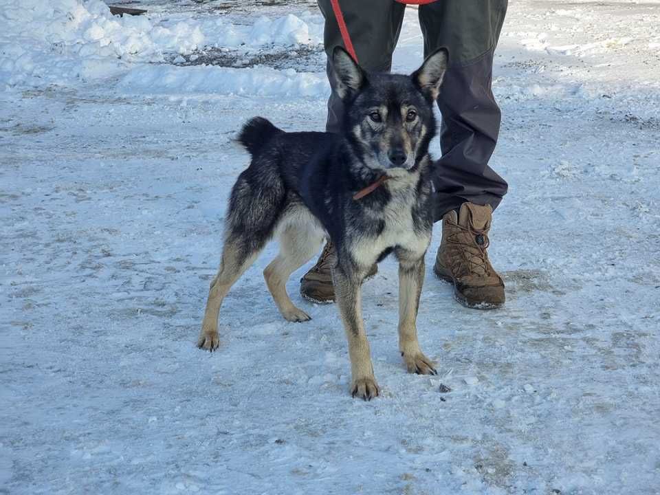 Korso - mały pies do adopcji