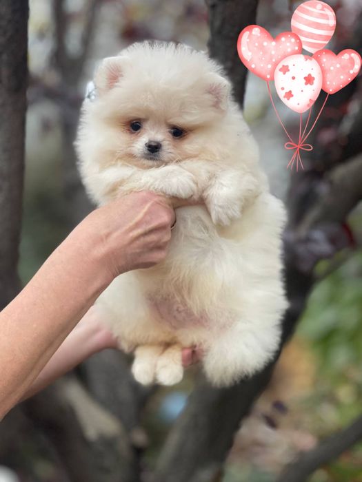 Волшебные детки померанский шпиц!