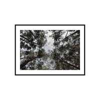 Plakat obraz zdjęcie format A3 30x40 cm las drzewa góry