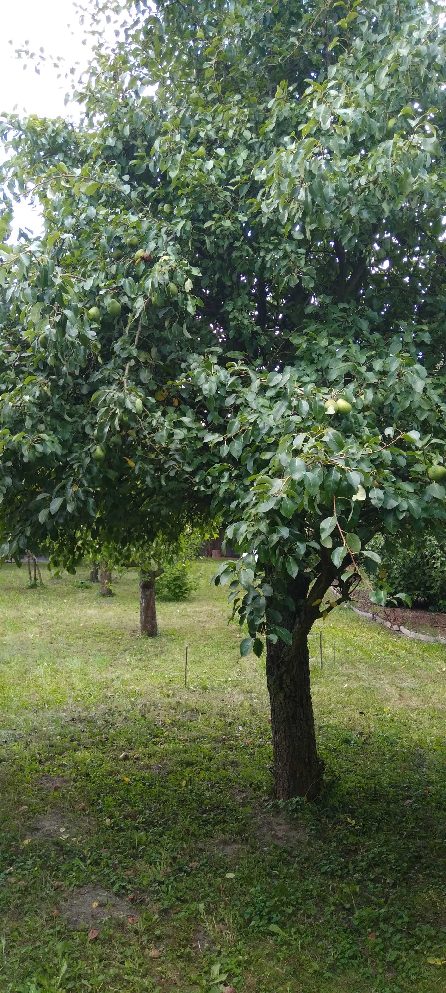 Gruszki ekologiczne późne twarde 10 kg