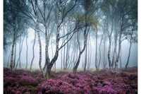 Tapeta, fototapeta Las we mgle, las brzozowy, wrzosy.