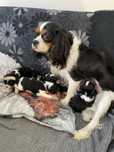Cavalier king charles spaniel tricolor