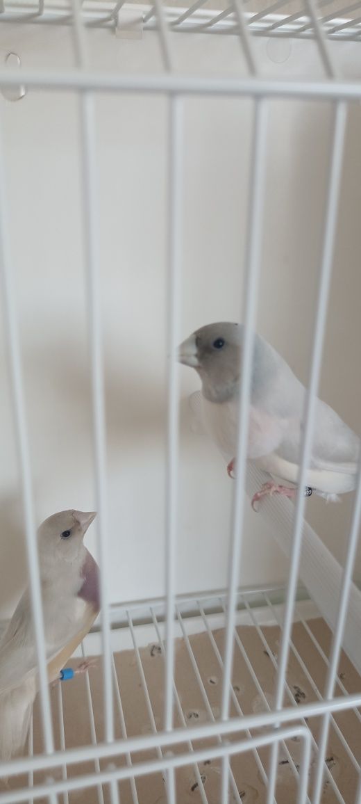 Diamante gould e exóticos