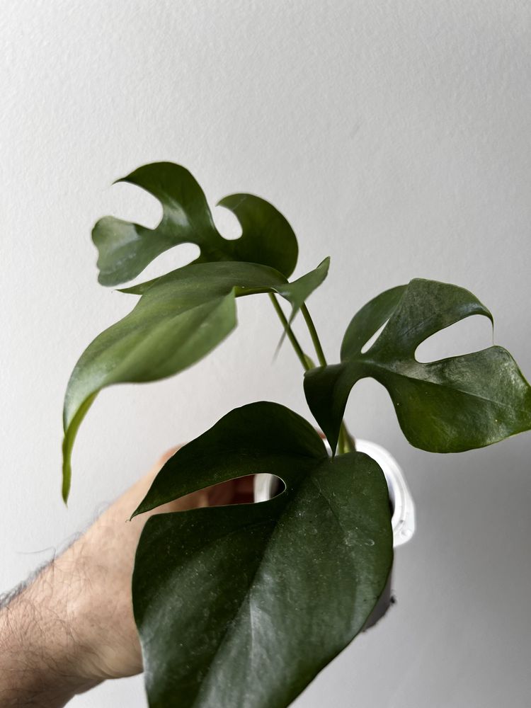 Monstera Minima / Tetrasperma Mint variegata