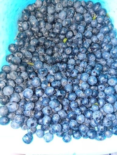 Jagody leśne Podlaskie