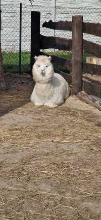 Alpaka samczyk 2-letni