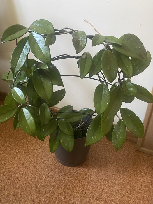 Hoya carnosa duży kwiat