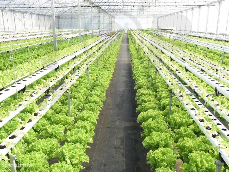 Estufa de Hidroponia com 3.200m2 - Salvaterra de Magos - 1.100.000€