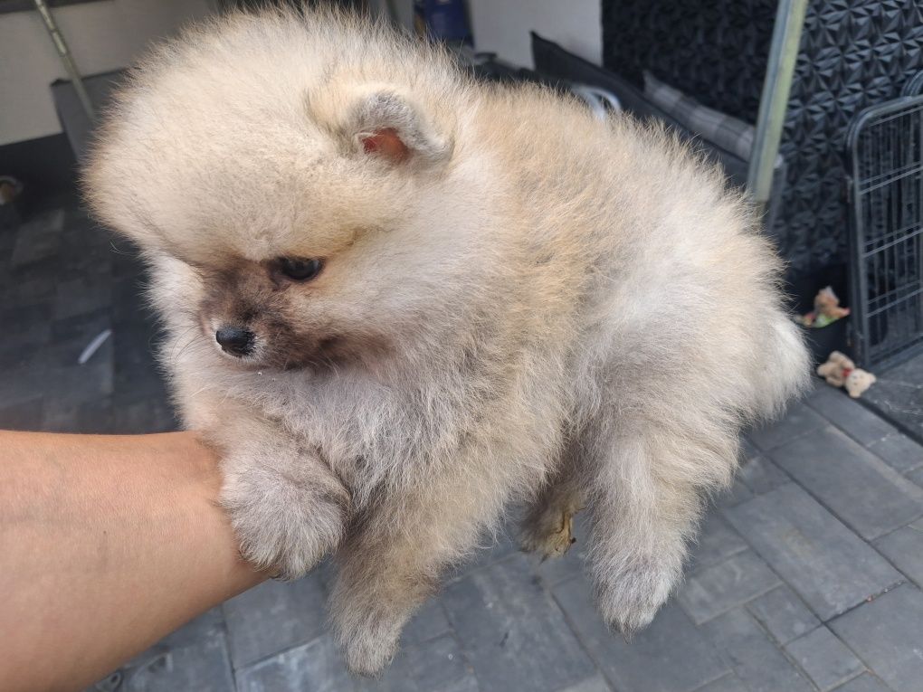 Szpic miniaturowy pomeranian