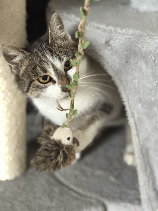 Słodka Śliwka szuka domu