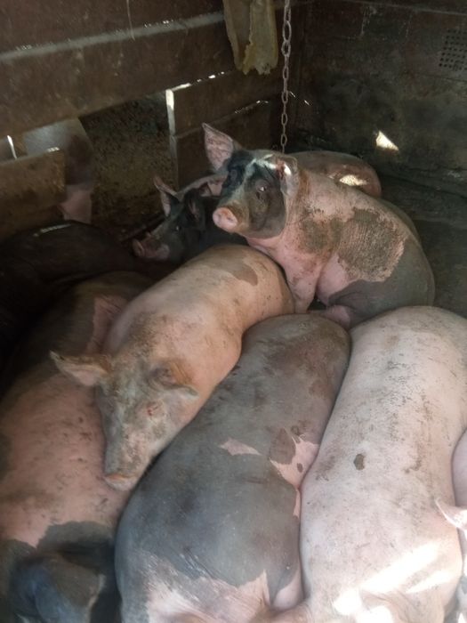 свині живою вагою 100грн.