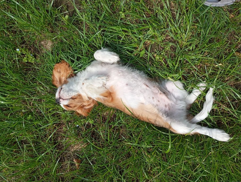 Cavalier King Charles spaniel