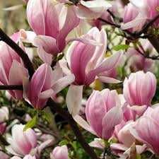 Магнолія (осінні знижки 5-10%), (ОПТ/роздріб): Sunsation Nigra Alba...