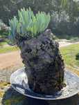 vasos de cortiça natural.