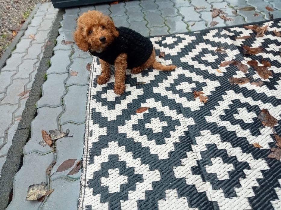 Sunia Pudel Red miniaturka