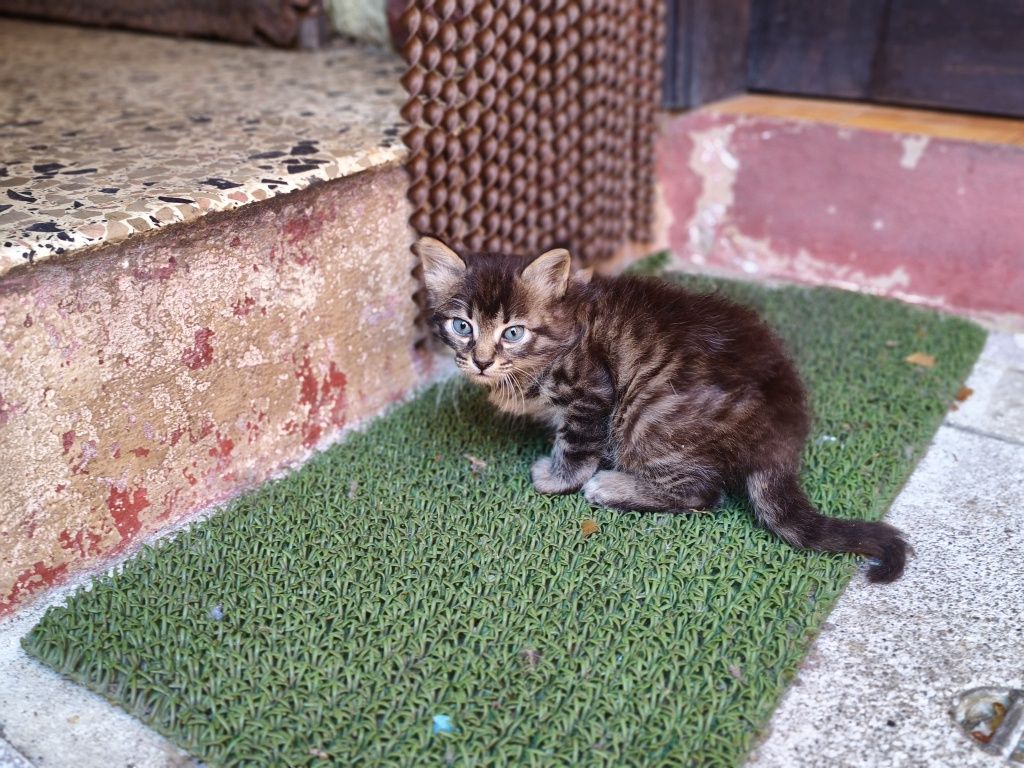 Da se gatinhos bebés para família responsável