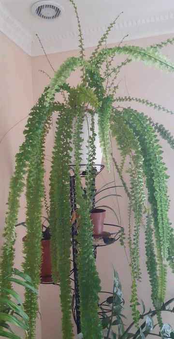 Шикарні домашні квіти. Великі. Доглянуті. Непривередливі.