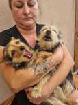 YORKI cudne rodzeństwo do adopcji 1rok 3kg za darmo