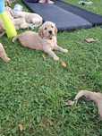 Golden Retriever piękna ciemno złota suczka do rezerwacji