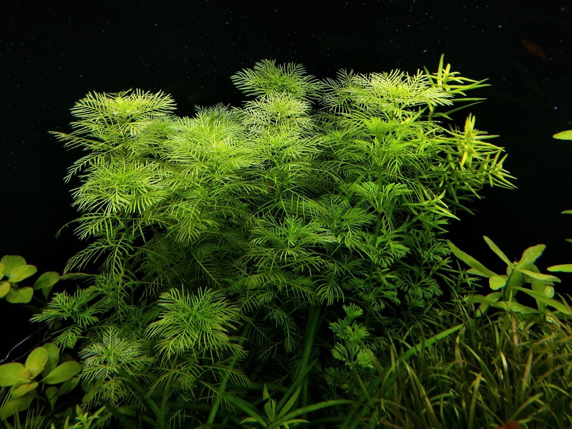 Myriophyllum mattogrossense (Wywłócznik czerwony)