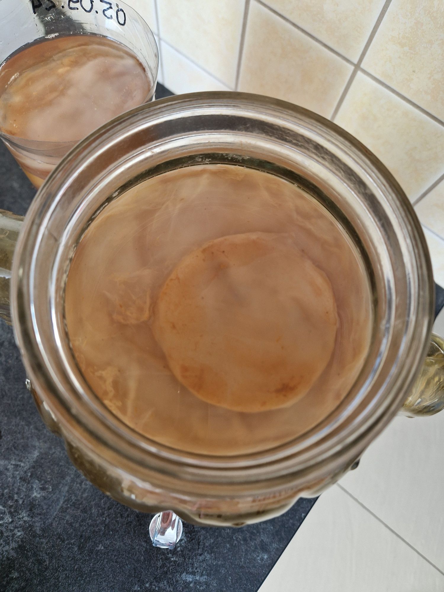 Kombucza (grzyb herbaciany).