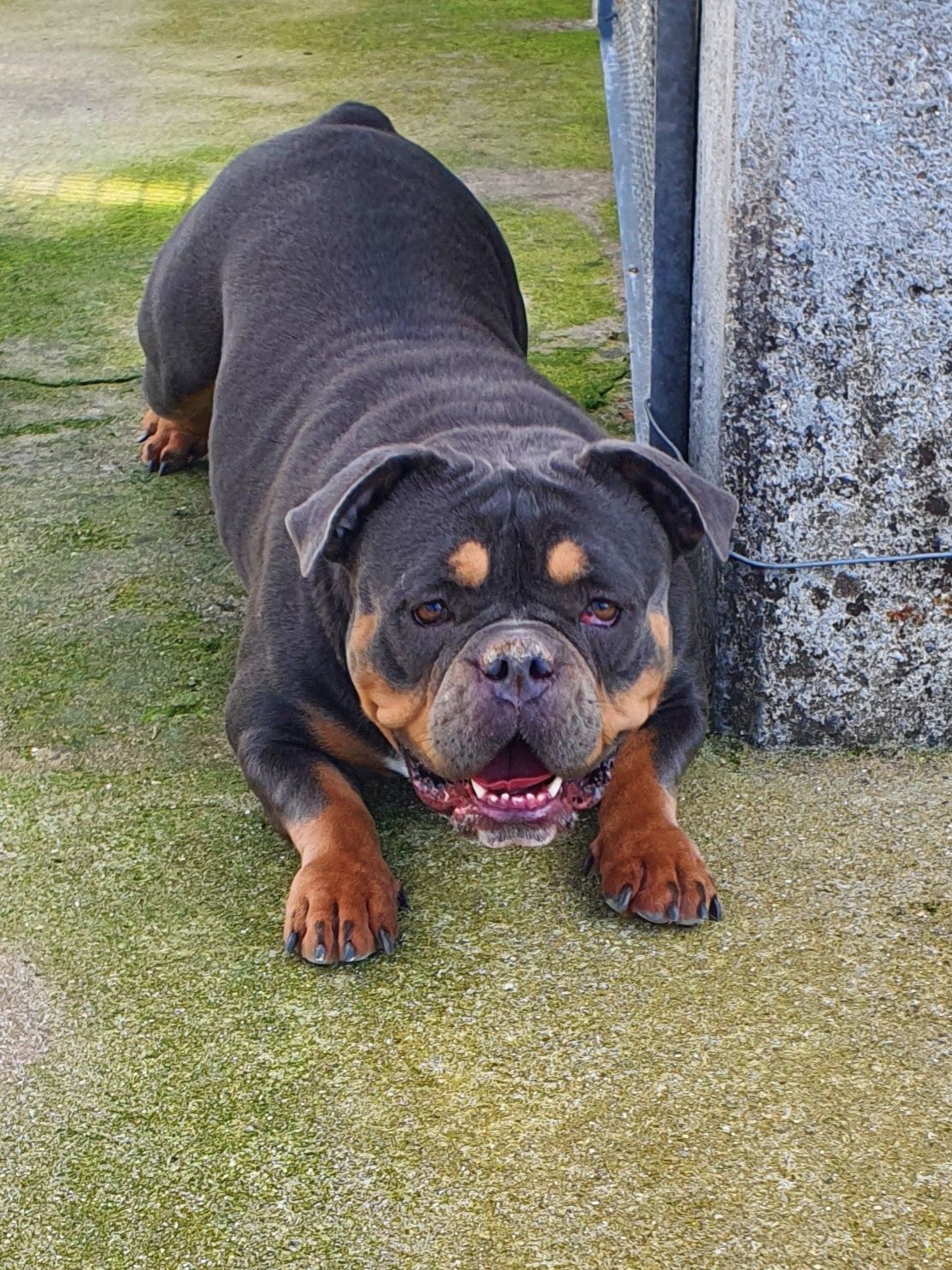 Cadela american bully