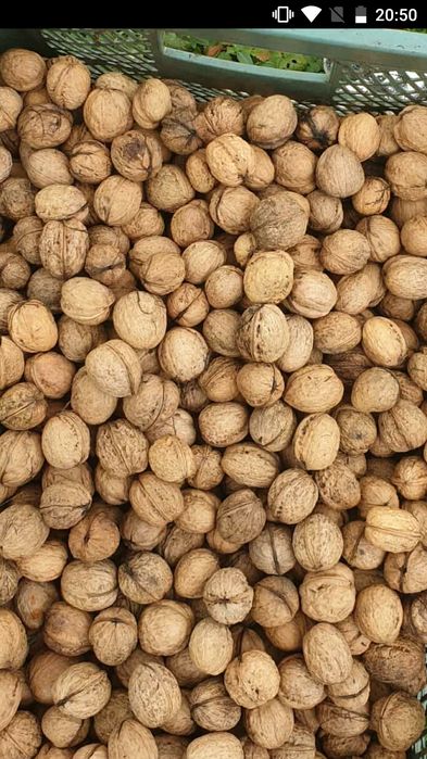 Orzechy włoskie świeże 13 kg