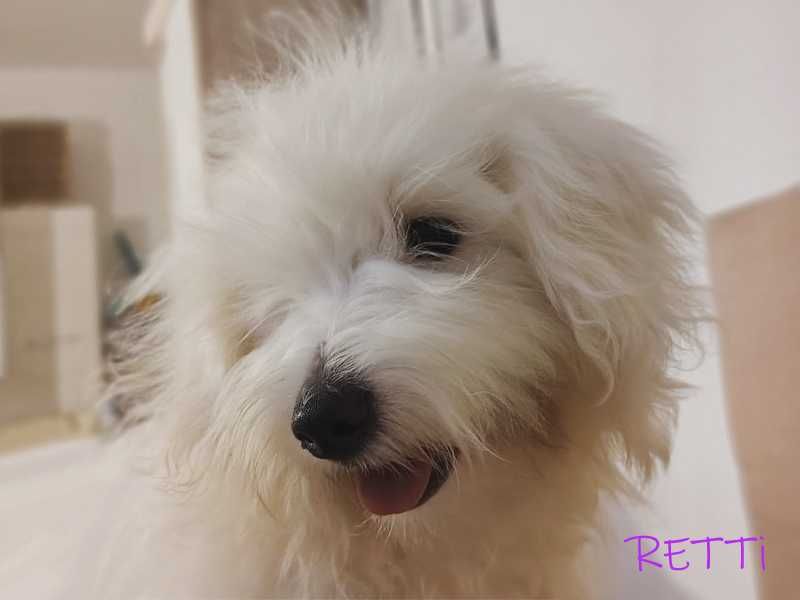 SAMIEC RETTI Coton De Tulear biały mały szczenię ZHPR UCI Kraków