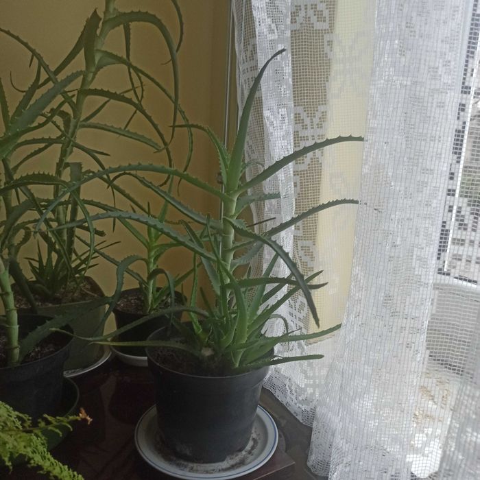 Aloes kwiat domowy