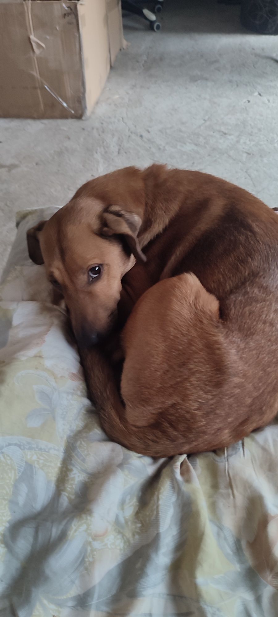 Oddam psa w dobre ręce