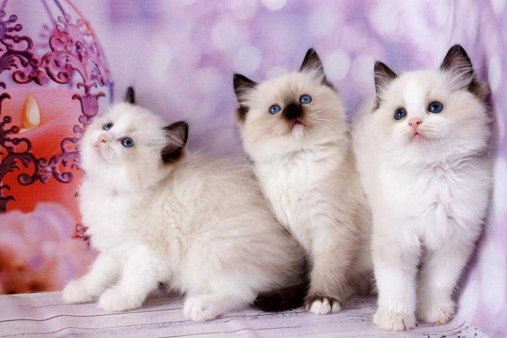 Кошенята регдолл з ідеальним темпераментом.